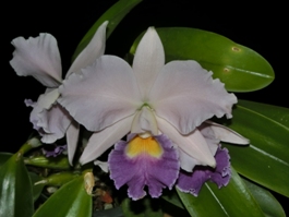 Cattleya Sarah Sears Owen AM/AOS 82 pts.